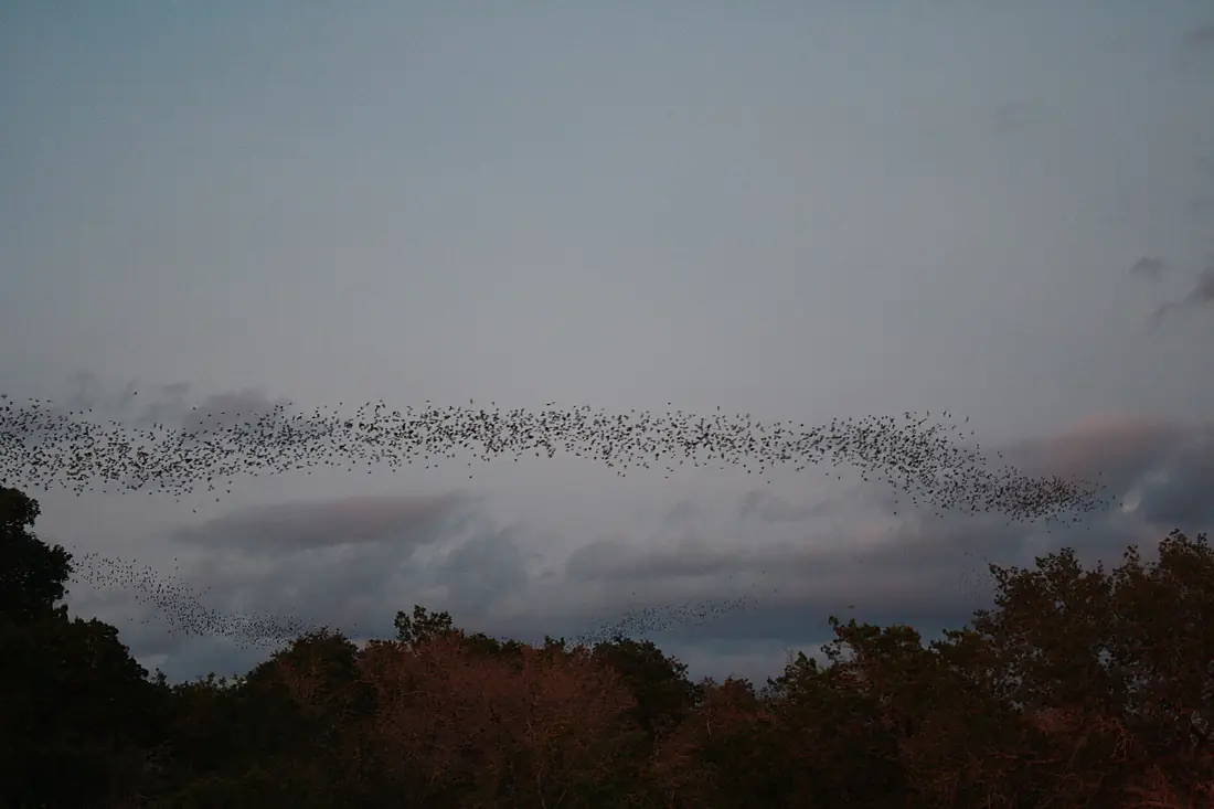 Mexican free-tailed bats exiting Bracken Bat Cave (8006830835)