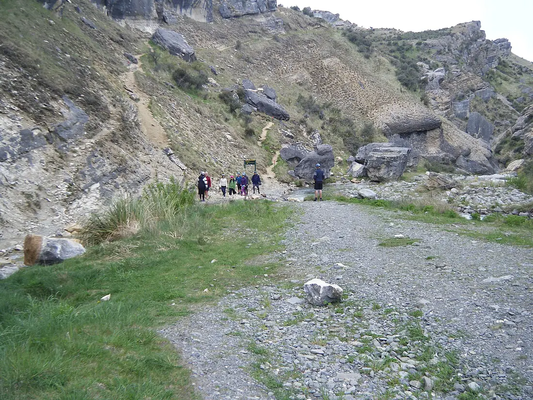 Cave Stream Vegetation