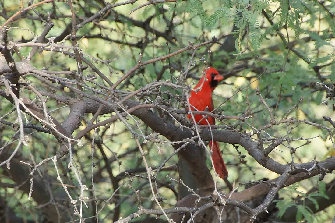 Northern cardinal (13970183900)