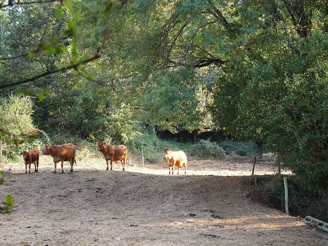 MontbronFonchevade3