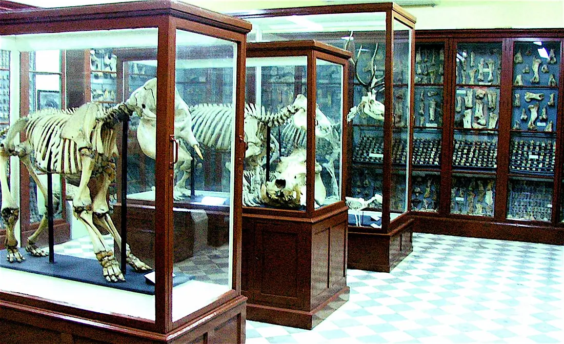 ANIMAL BONES - GHAR DALAM CAVE - BIRZEBBUGIA (1746308852)