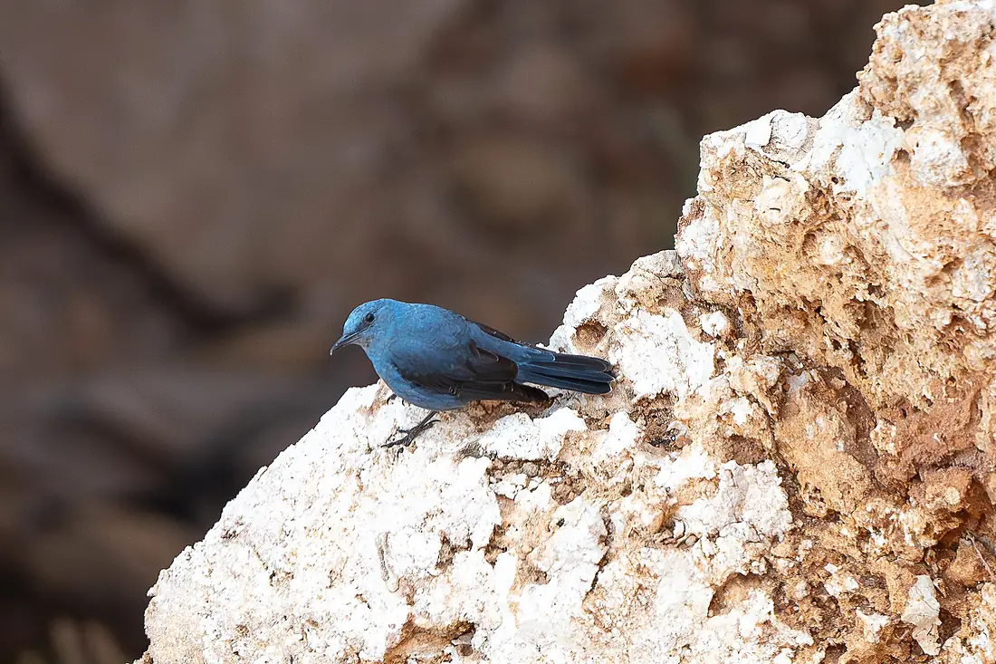 Blue Rock Thrush 3