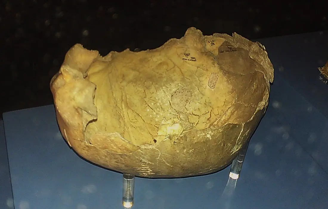 Gough's Cave skull potentially evidencing cannibalism