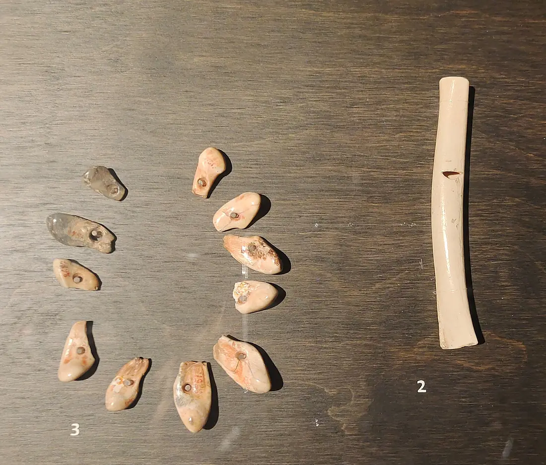 Finds from Goyet and Trou Magrite in the Museum for Natural Sciences of Belgium (cropped)