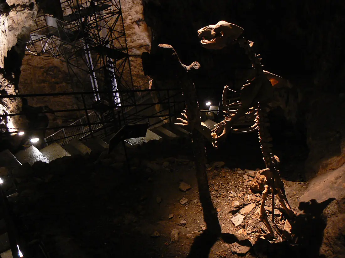Cave bear in Grotta Gigante