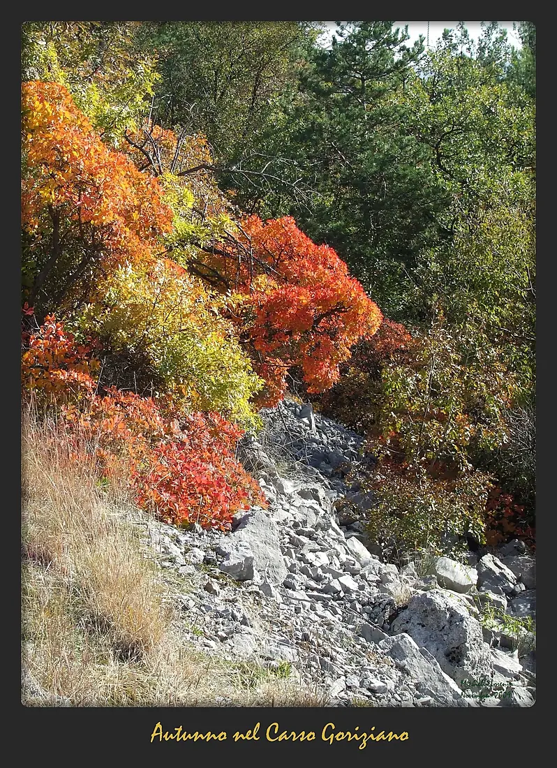 Carso Goriziano (5) - Autunno (Karst of Gorizia - Fall). - panoramio
