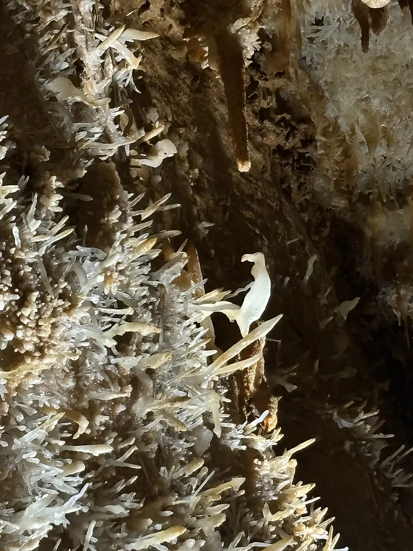 Parrot-shaped eccentric in the Maxandre cave (Dordogne) - Excentrique en forme de perroquet dans la grotte de Maxandre (Dordogne)