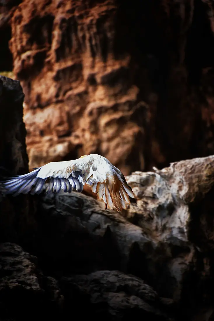 Cave Flight, Socotra Island (10943692103)