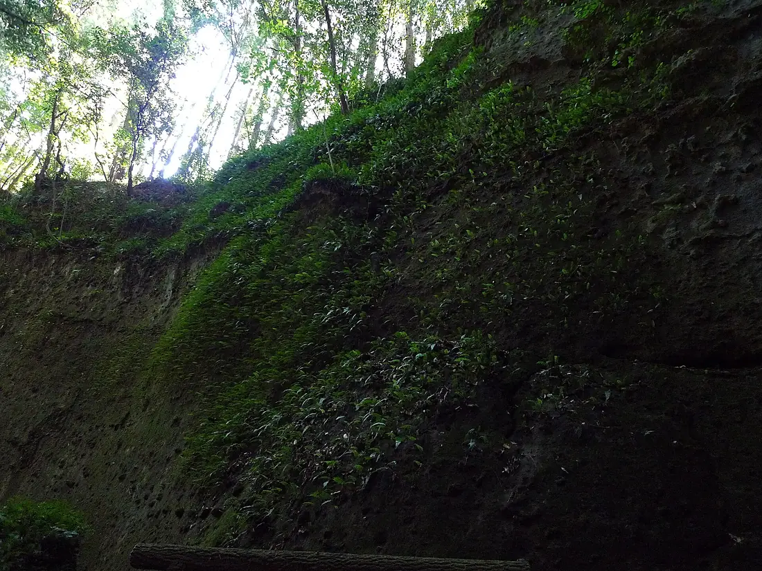 Iokido cave fern community 06
