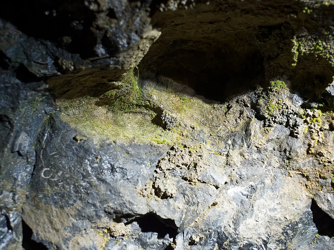 Ennepetal Kluterthöhle lampflora