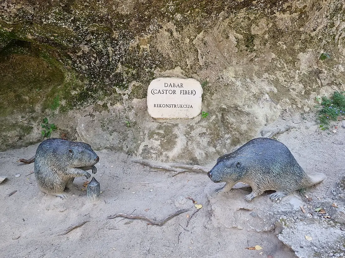 Krapina, beaver