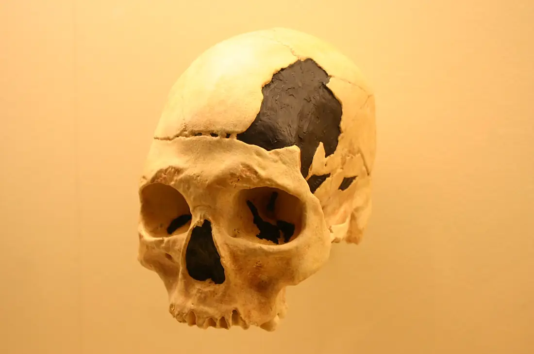 Oase 2-Homo Sapiens 2