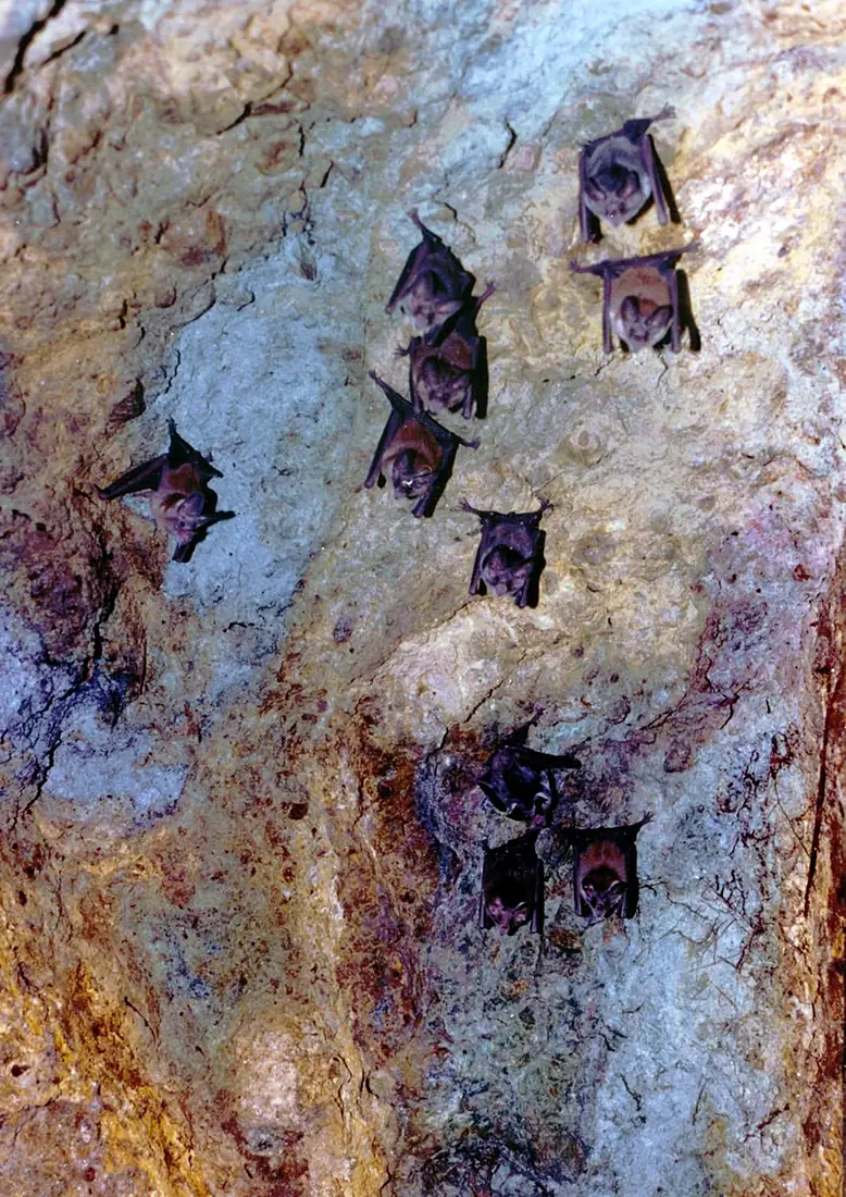 Murcielagos