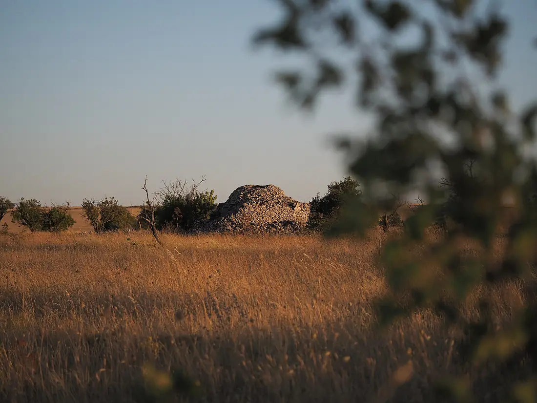 A dry-stone hut emerges from the golden grasslands near the Pulo of Altamura, framed by wild shrubs and fading sunlight. A silent witness to the rural traditions of the Apulian Murgia, where nature and history blend in quiet harmony