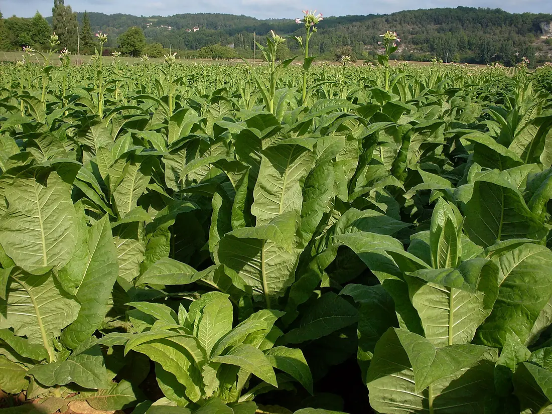 Tabac-Dordogne 02