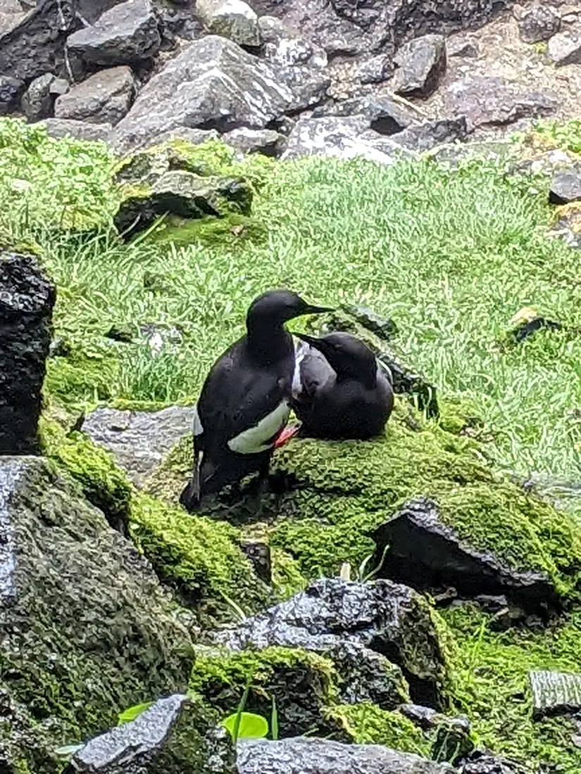 A pair of Pigeon Guillemot at Sea Lion Caves, Oregon