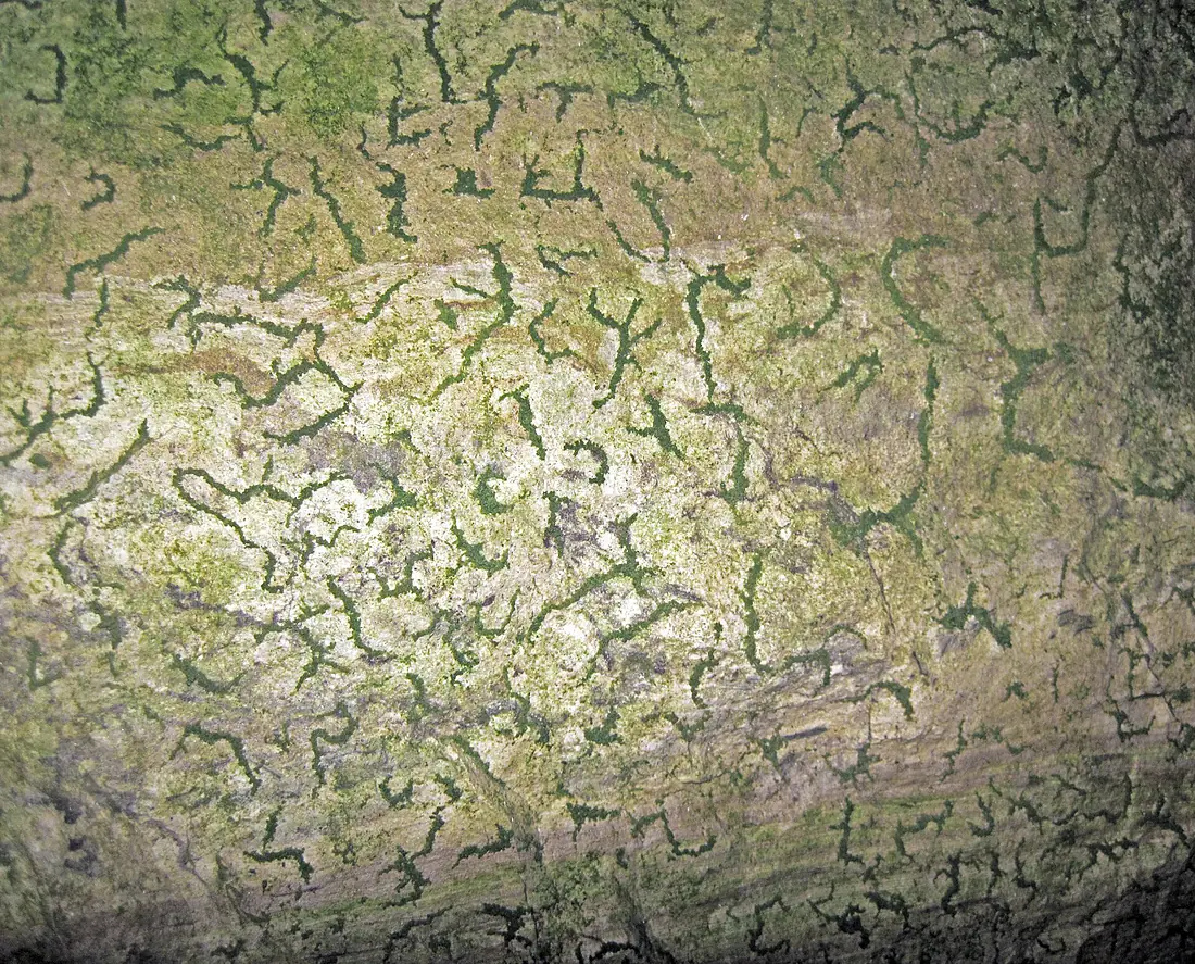 Vermiculations (Seneca Caverns, Ohio, USA) 1
