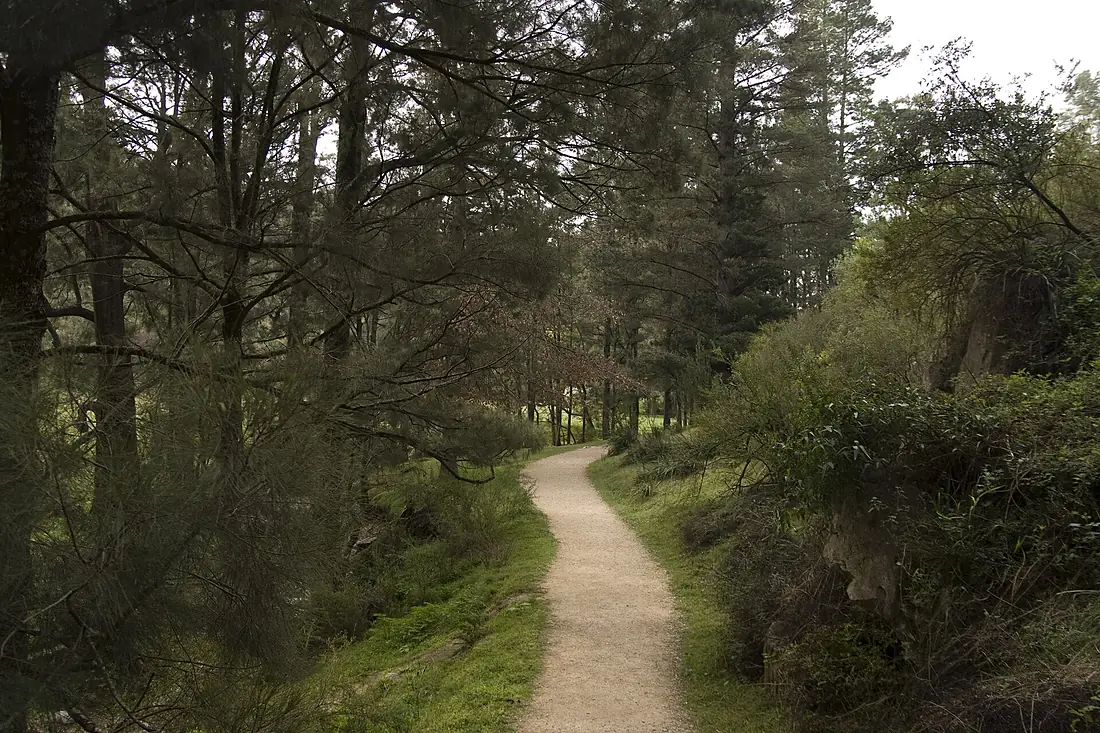 2010-09-19 Wombeyan Caves - Forest path