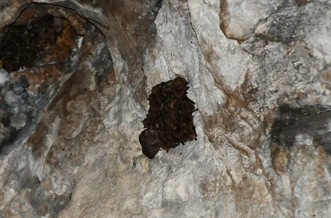 Sismisi u Zelenoj pecini Blagaj
